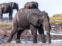 Rezerwat w Chobe (Botswana)